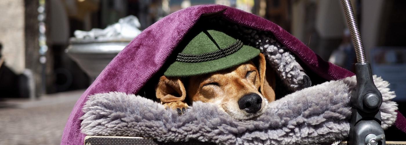 Hund mit Hut in Innsbrucker Altstadt